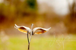 Clinton PA Photographer