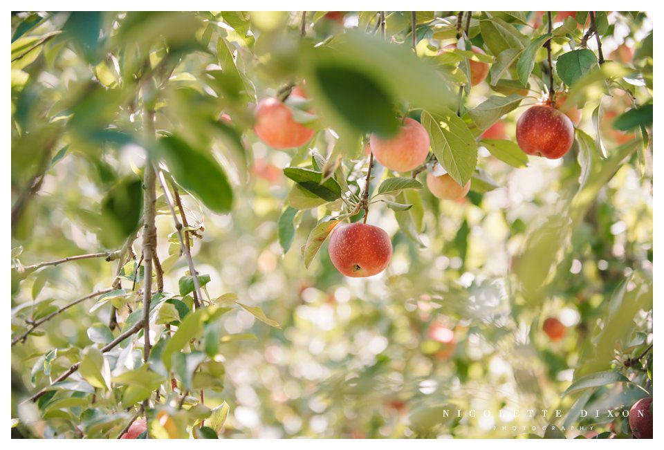 Moon Township family Photographer