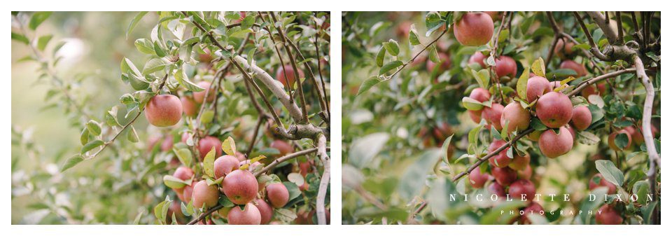 Moon Township family Photographer