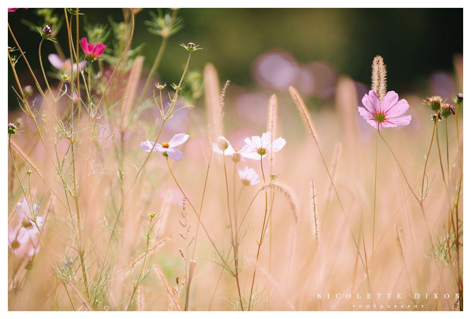 Moon Township family Photographer