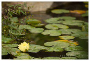 The Allegheny Grille Wedding Photographer
