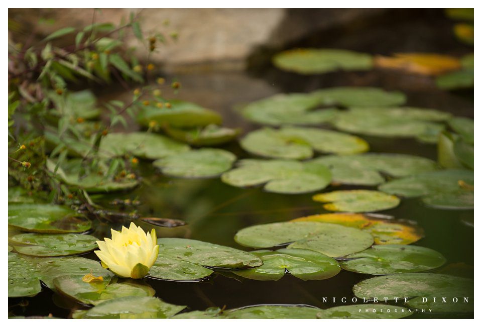 Pittsburgh Wedding Photographer