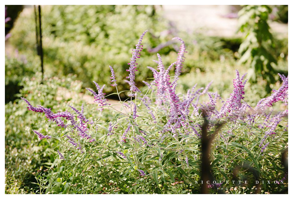 Phipps Conservatory Pittsburgh Wedding Photographer