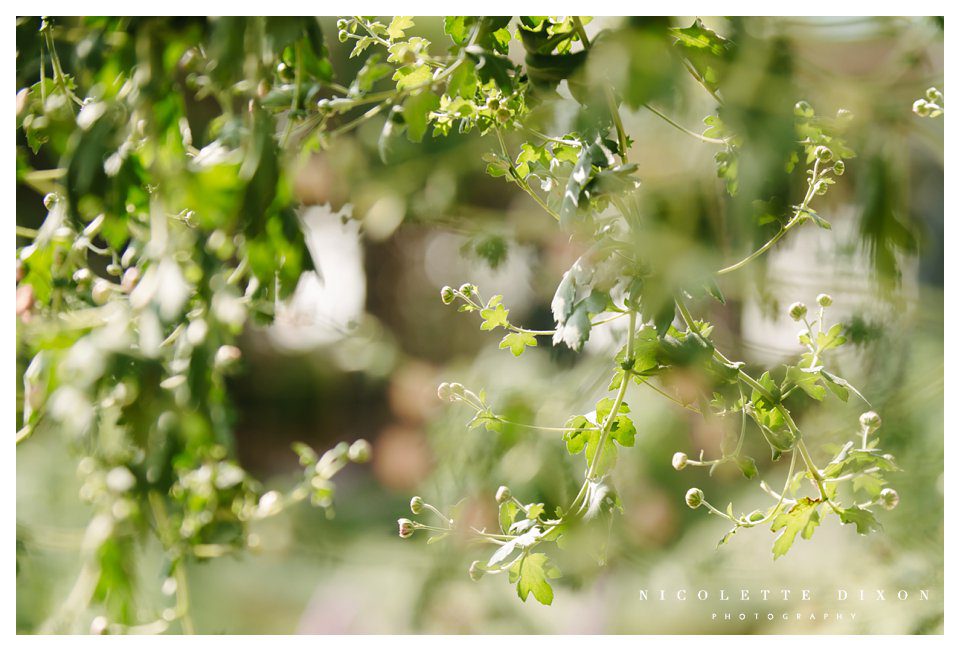 Phipps Conservatory Pittsburgh Wedding Photographer