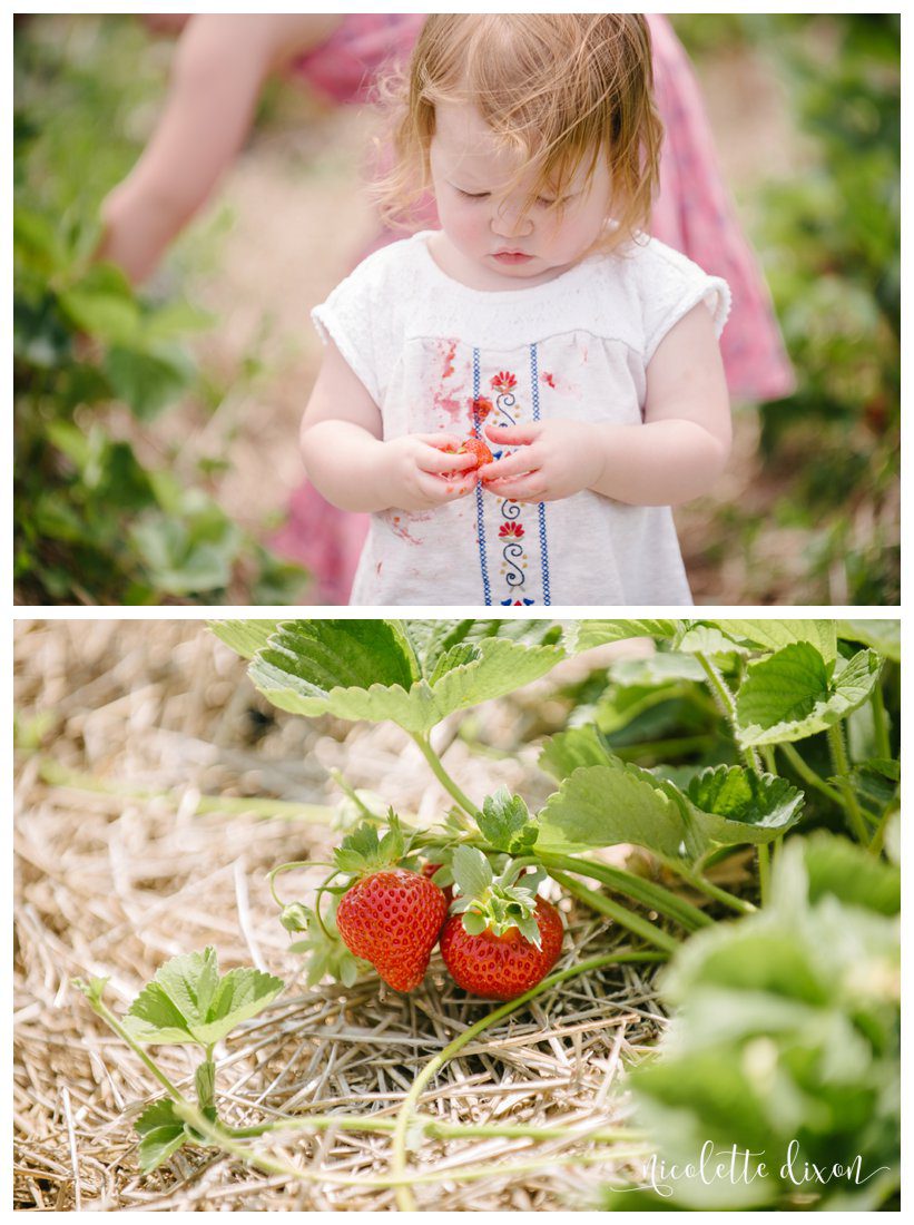 Simmons Farm Peters Township PA Family Photos