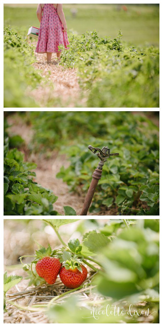 Simmons Farm Peters Township PA Family Photos