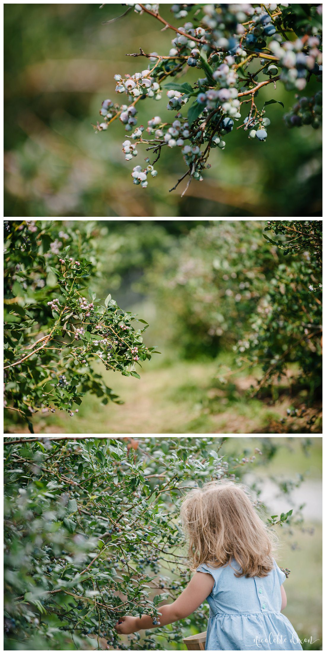 Wexford Photographer