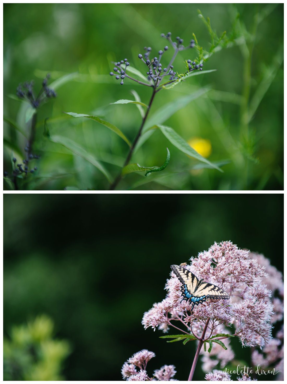 Pittsburgh Photographer