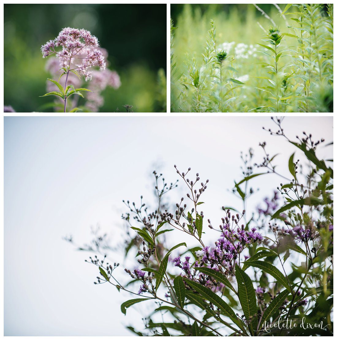 Pittsburgh Photographer