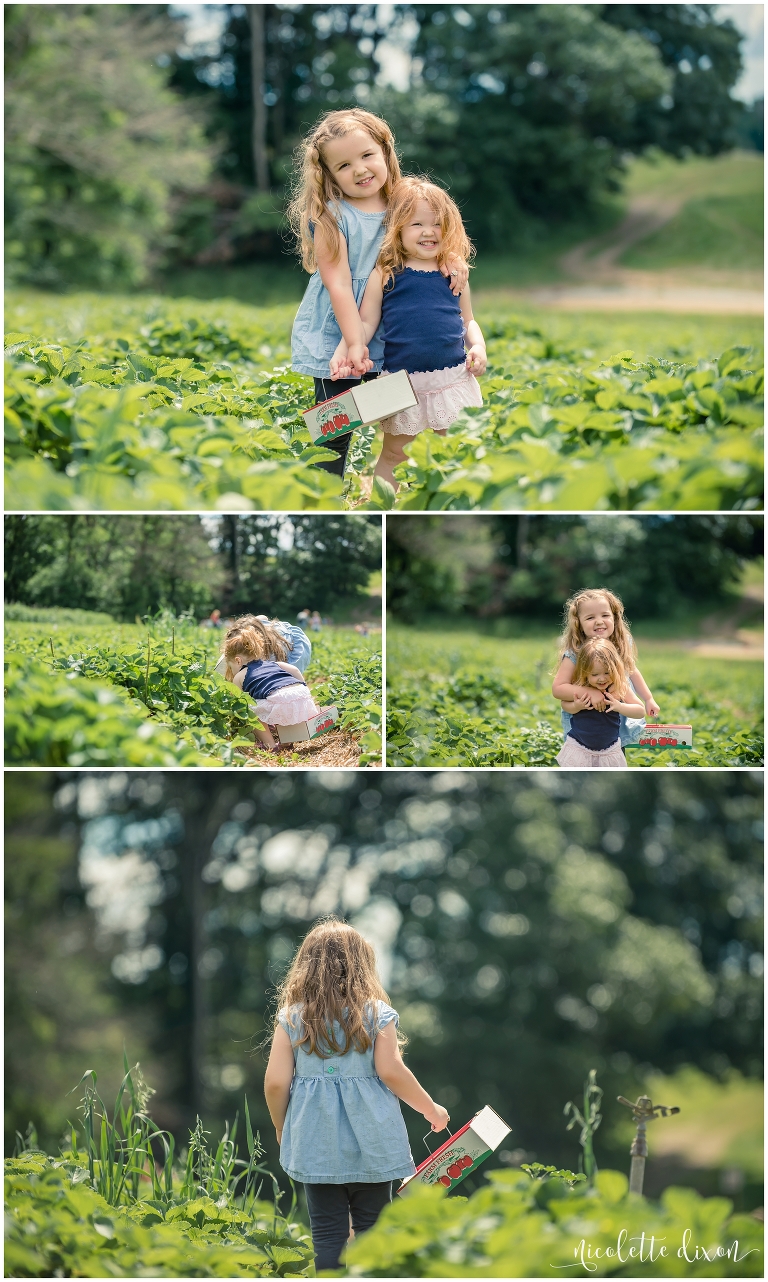Pittsburgh Photographers Family | Girls picking strawberries at Simmons Farm near Pittsburgh