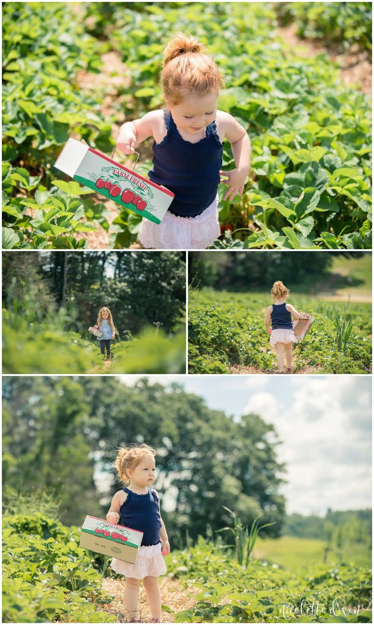 Pittsburgh Photographers Family | Sisters picking strawberries at Simmons Farm near Pittsburgh
