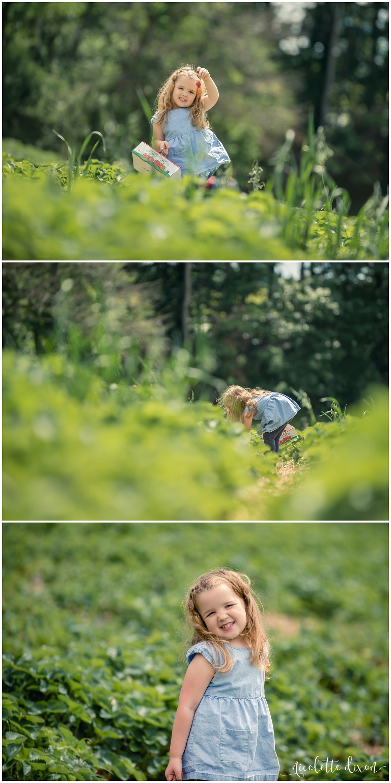 Pittsburgh Photographers Family | Girl searching for strawberries at Simmons Farm near Pittsburgh