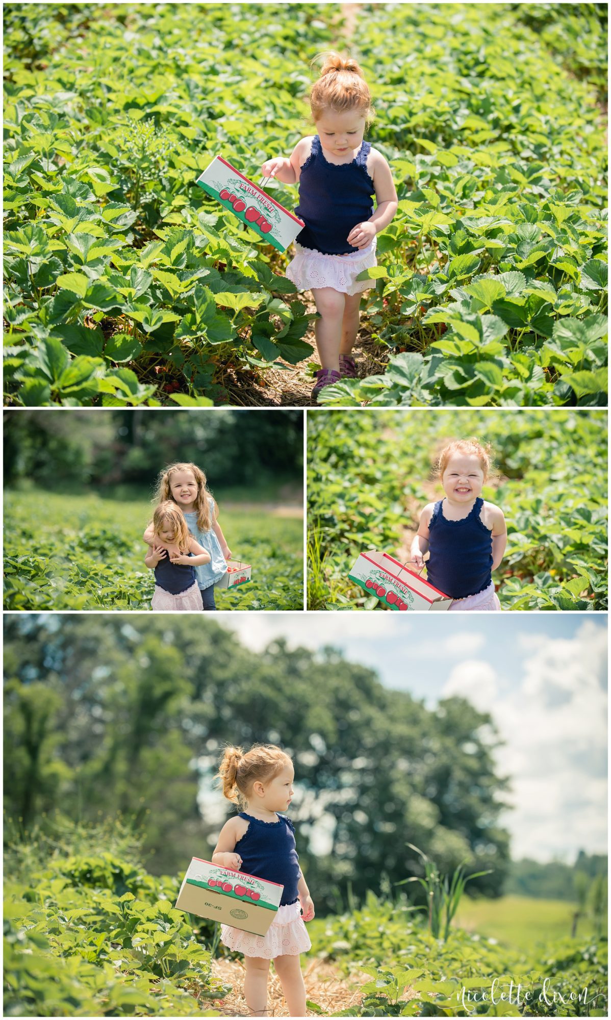 Pittsburgh Photographers Family | Sisters playing in strawberry field at Simmons Farm near Pittsburgh