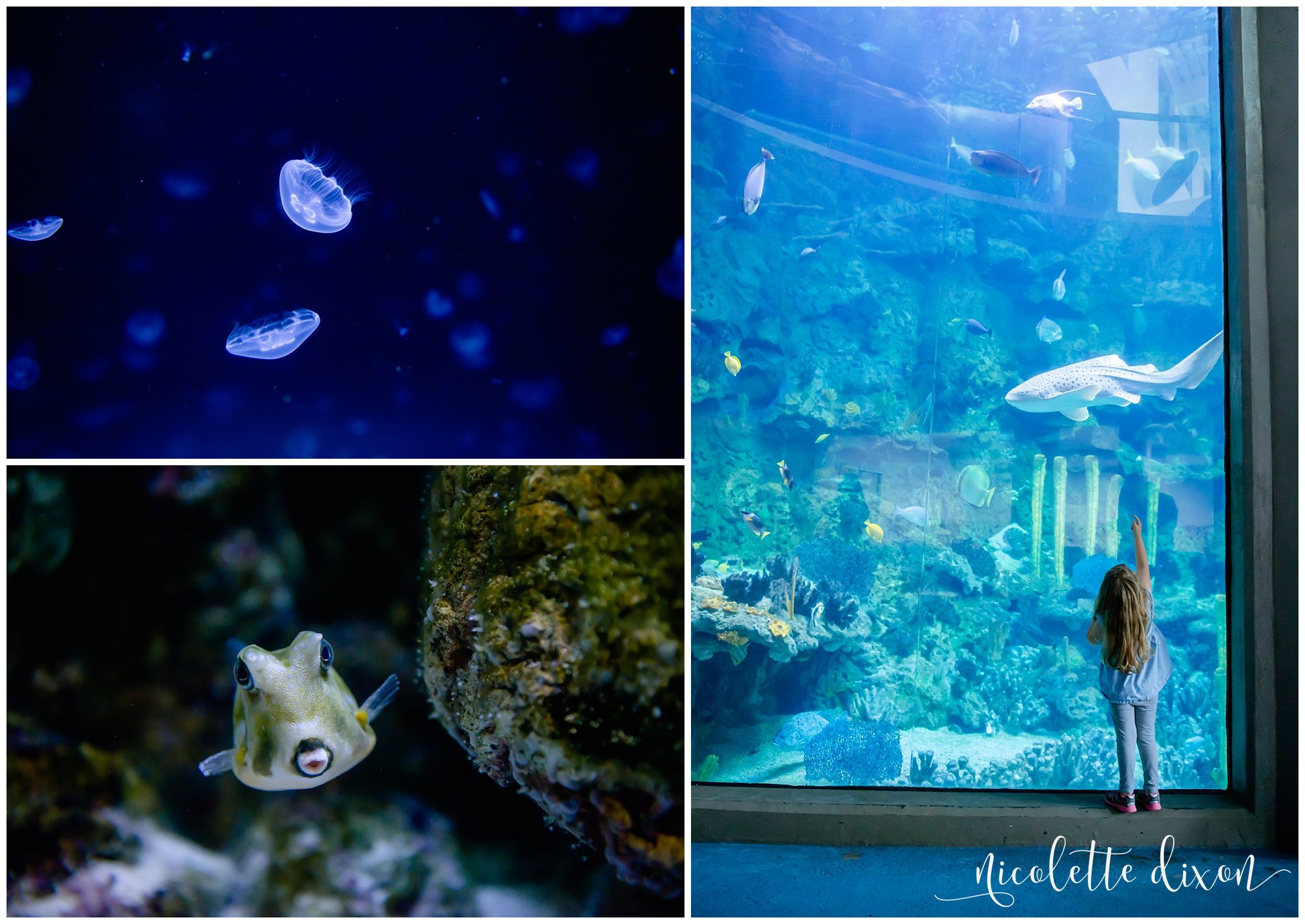 Girl pointing to sharks in aquarium in Pittsburgh Zoo