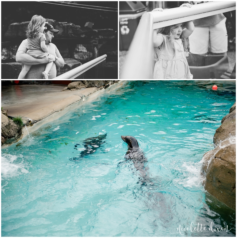 Girls looking at seals in Pittsburgh Zoo