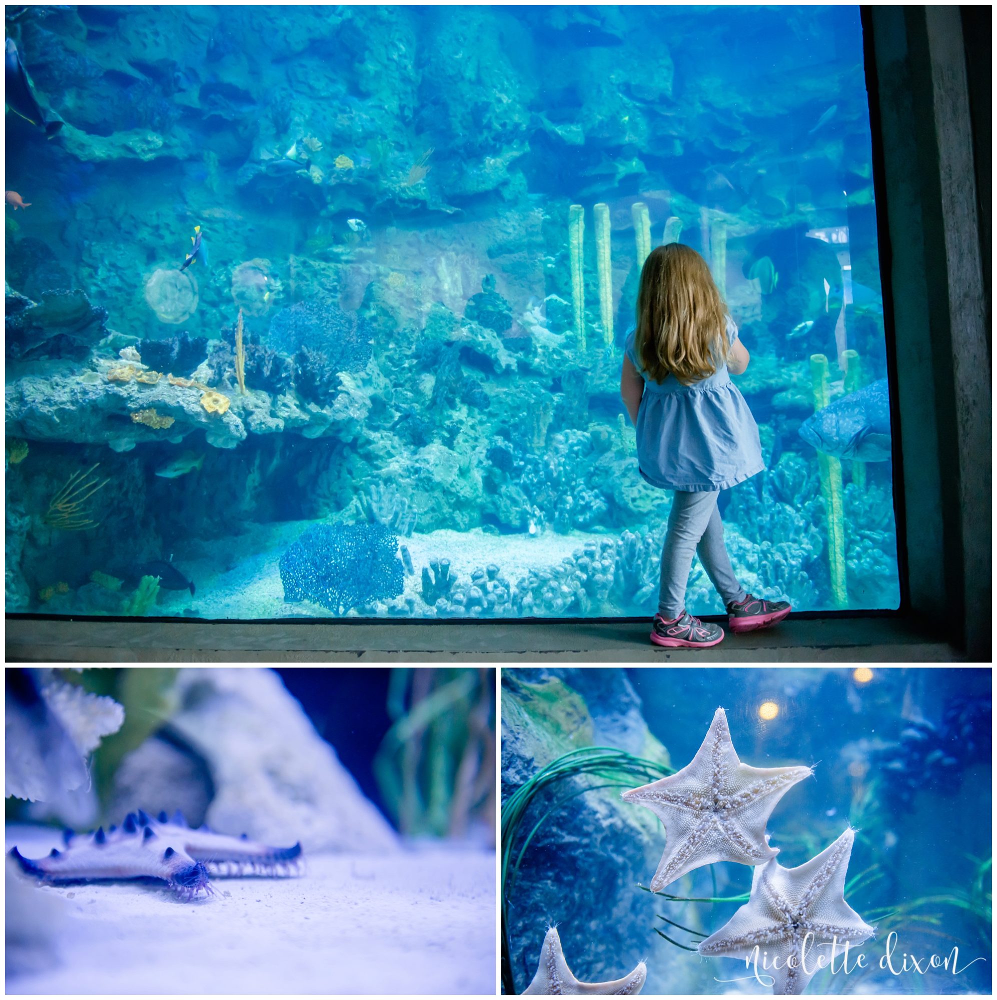 Girl looking in shark tank at Pittsburgh Zoo