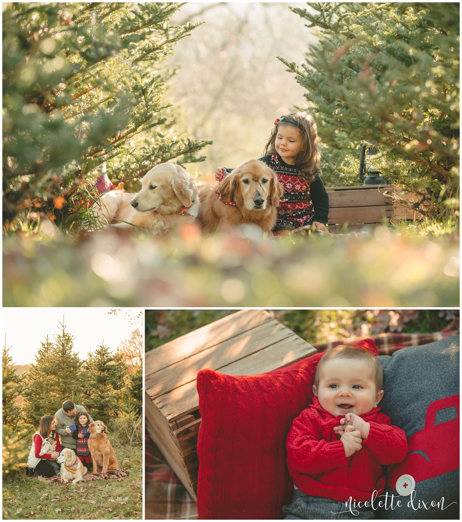 Girl petting 2 golden retrievers at Nutbrown's Christmas Tree Farm near Pittsburgh